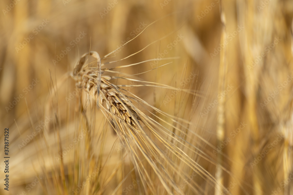 Sunny gold wheat straw seeds close-up with blurred field background. Agriculture gathering in crops summer time macro Sunny gold wheat straw seeds close-up with blurred field background. Agriculture gathering in crops summer time macro