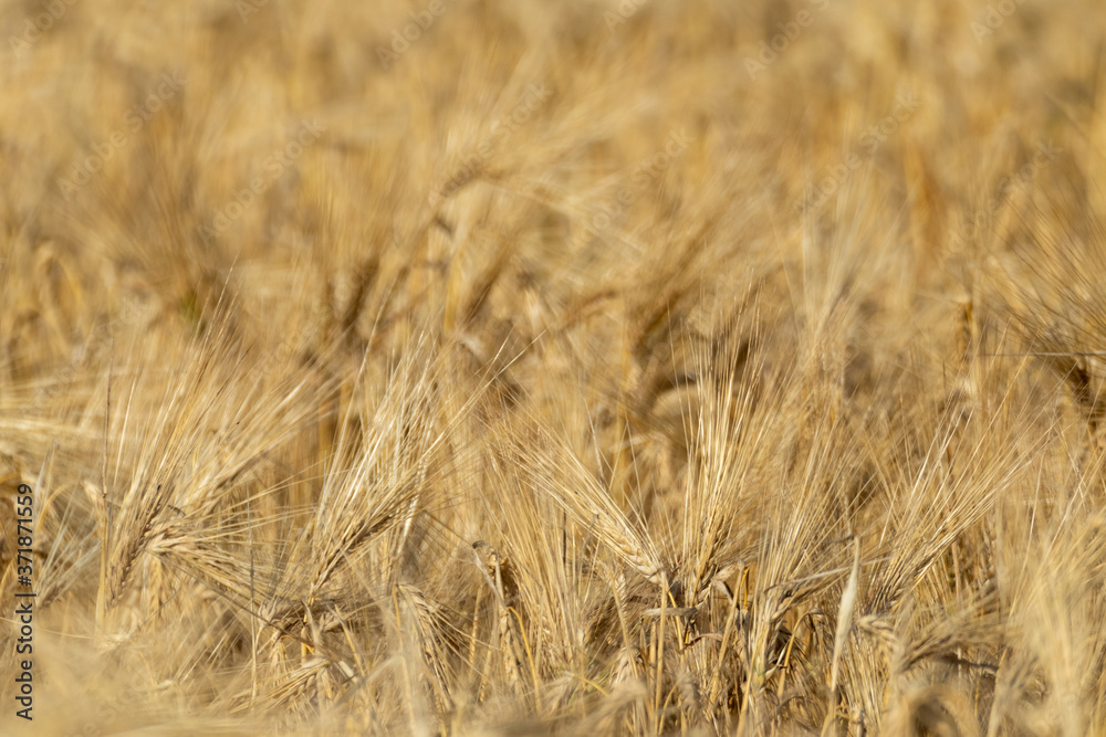Sunny gold wheat straws close-up. Yellow barley textured background. Agriculture gathering in crops summer time Sunny gold wheat straws close-up. Yellow barley textured background. Agriculture gathering in crops summer time