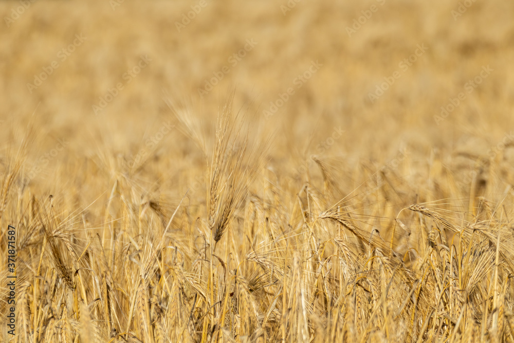 Sunny gold wheat straws close-up with blurred background. Yellow barley texture. Agriculture gathering in crops summer time Sunny gold wheat straws close-up with blurred background. Yellow barley texture. Agriculture gathering in crops summer time