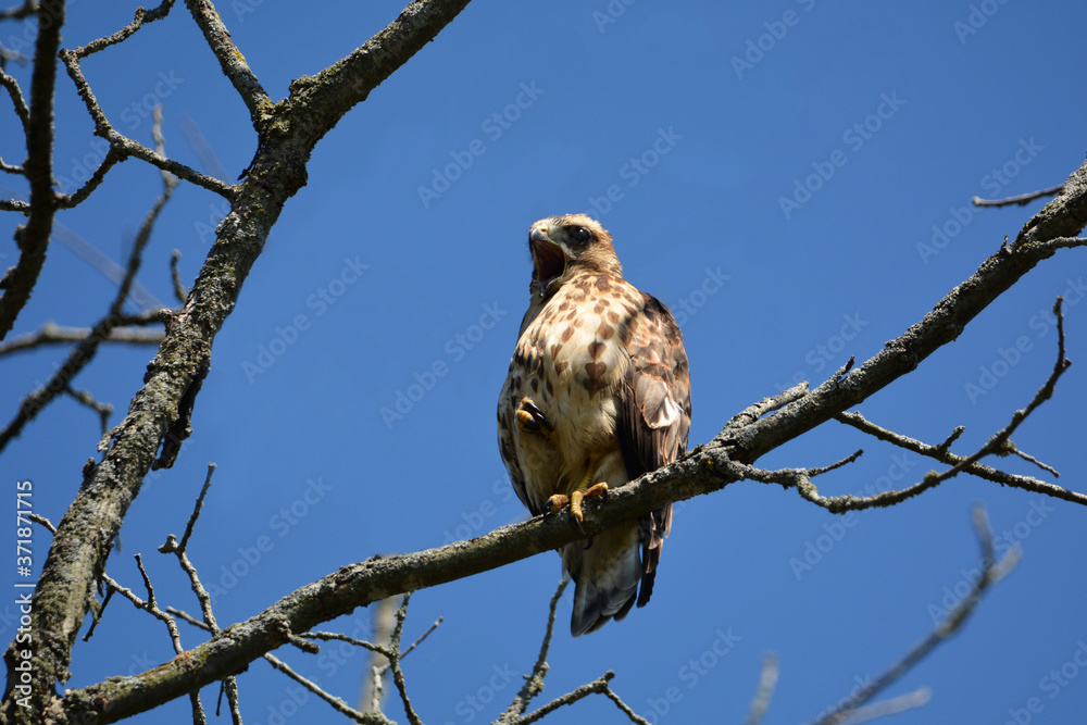 Obraz premium Screeching young Broad-winged hawk perched in a tree