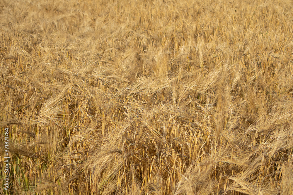 Sunny gold wheat grain close-up. Yellow barley textured background. Agriculture gathering in crops summer time Sunny gold wheat grain close-up. Yellow barley textured background. Agriculture gathering in crops summer time