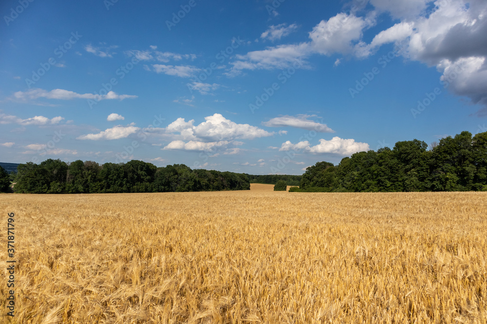 Golden wheat field harvest with clouds on vivid blue sky and green trees in distance. Agriculture crops summer time