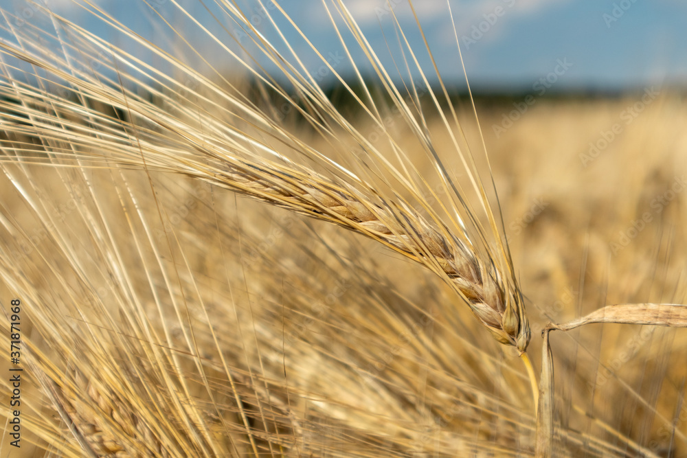 Sunny gold wheat straw stem close-up with blurred field background. Agriculture gathering in crops summer time macro Sunny gold wheat straw stem close-up with blurred field background. Agriculture gathering in crops summer time macro