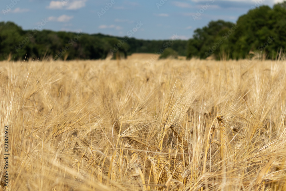 Sunny golden wheat crop field harvest with blurred green trees in distance. Agriculture gathering in crops summer time