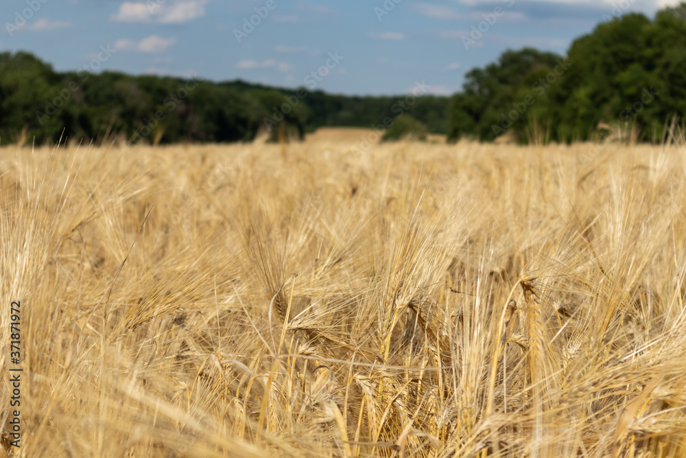 Sunny golden wheat crop field harvest with blurred green trees in distance. Agriculture gathering in crops summer time Sunny golden wheat crop field harvest with blurred green trees in distance. Agriculture gathering in crops summer time