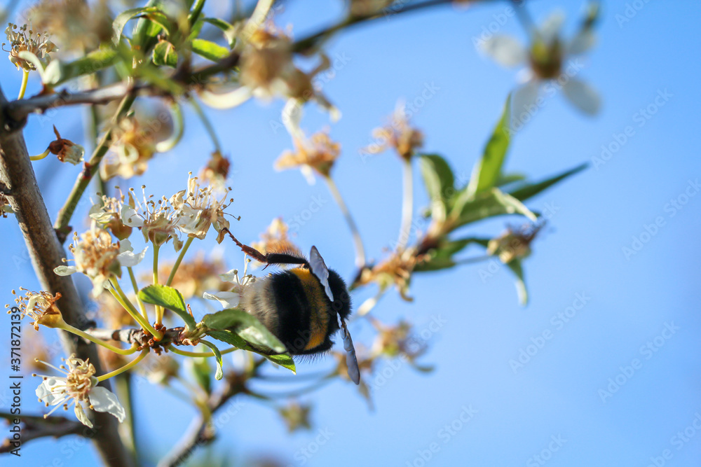 Fototapeta premium Eine Hummel bestäubt die Blüten eines Obstbaumes.