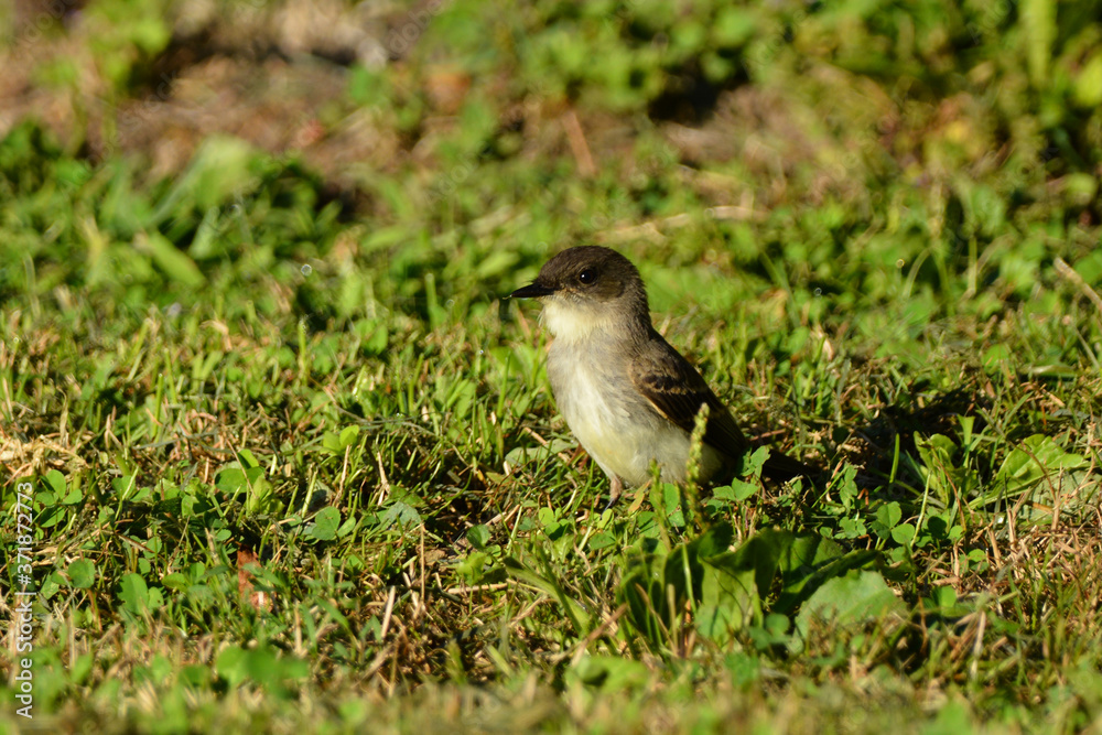Fototapeta premium Eastern Phoebe sits perched in the grass