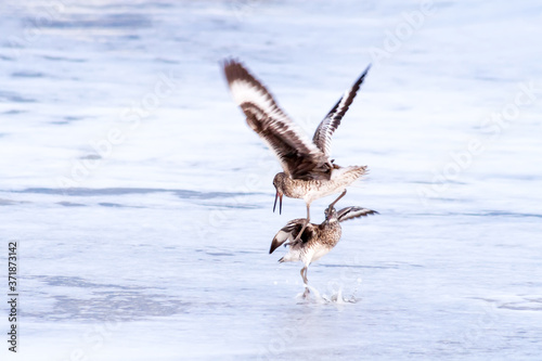 Two willets (Tringa semipalmata) fighting over feeding territory at Assateague Island National Seashore, Maryland photo