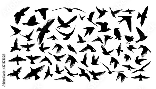 A set of different birds. Pigeon, starling, nightingale, hummingbird, eagle, raven, swift, seagull, swallow. Vector illustration