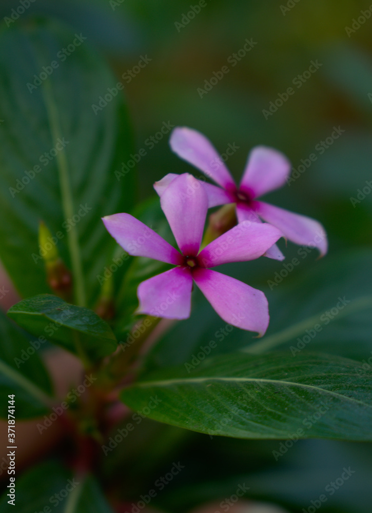 violet flower Catharanthus roseus commonly know as bright eyes Rose periwinkle Nayantara Flower Portrait Photography Art violet flower Catharanthus roseus commonly know as bright eyes Rose periwinkle Nayantara Flower Portrait Photography Art