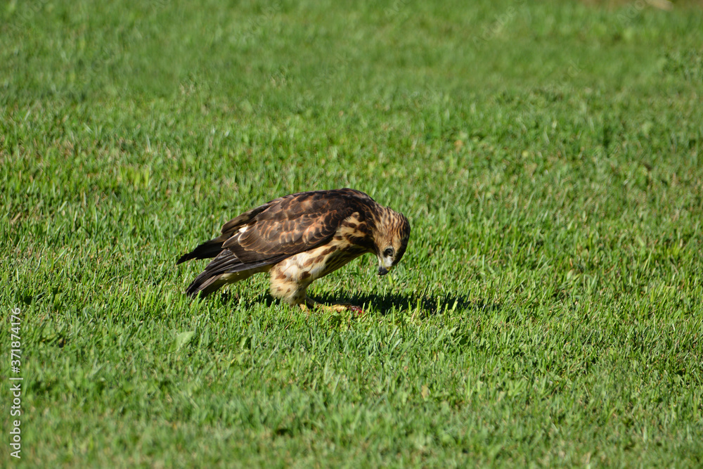 Fototapeta premium Juvenile Broad-winged hawk eating a frog