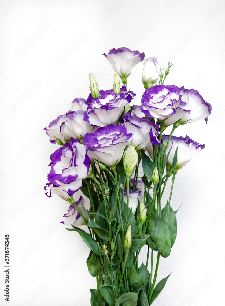 Beautiful pink eustoma flowers isolated on white background