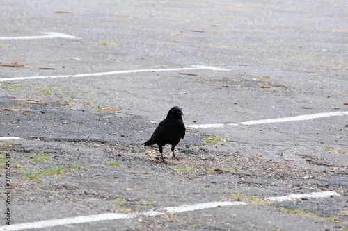 Faune urbaine , corbeau sur un parking .