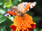Beautiful butterfly on an orange flower. macro