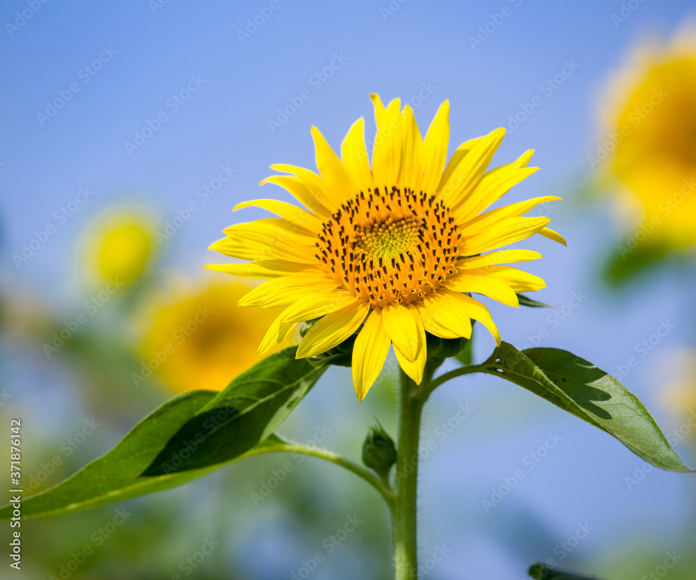 青空の下のヒマワリの花