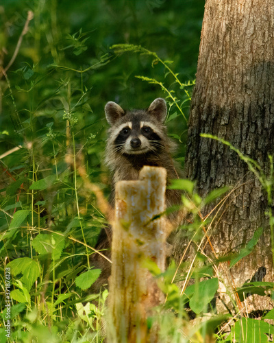 Raccoon at Forbes State Park © Deb