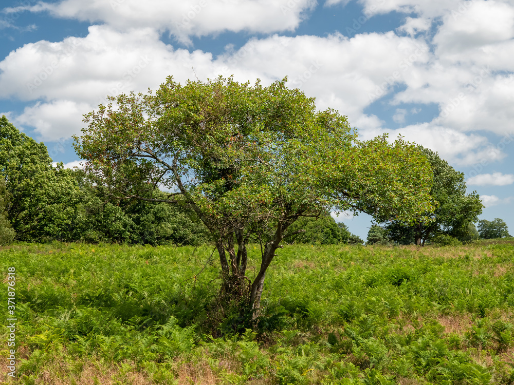 Young lone tree in an english meadow 