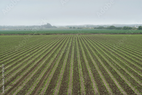 A perfectly planted field with the plants getting going in the San Joaquin Valley of California. photo