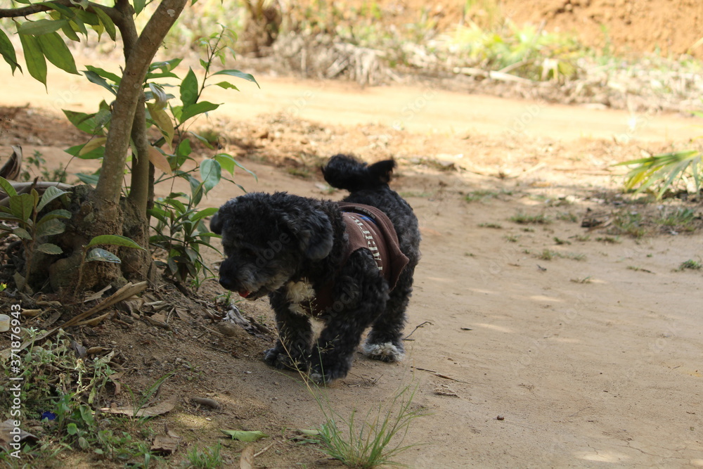 dog schnoodle schoodle poodle schnauzer pet dog schnoodle schoodle poodle schnauzer pet
