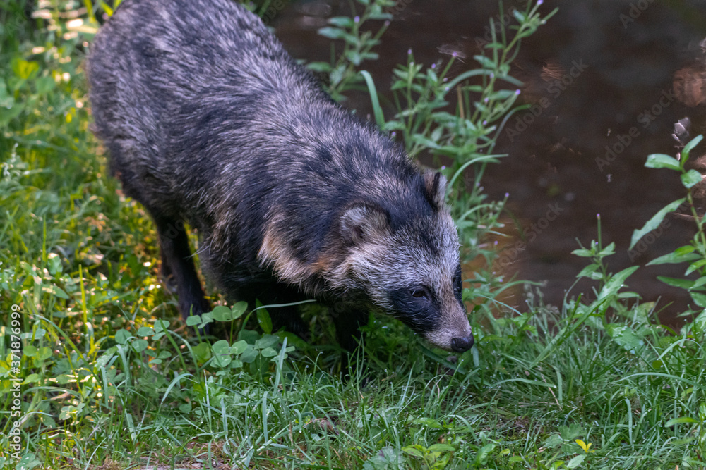 Raccoon Dog or Mangut (Nyctereutes procyonoides) Raccoon Dog or Mangut (Nyctereutes procyonoides)