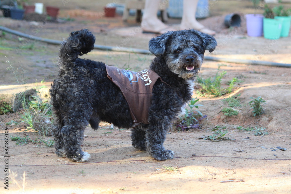 dog schnoodle schoodle poodle schnauzer pet dog schnoodle schoodle poodle schnauzer pet