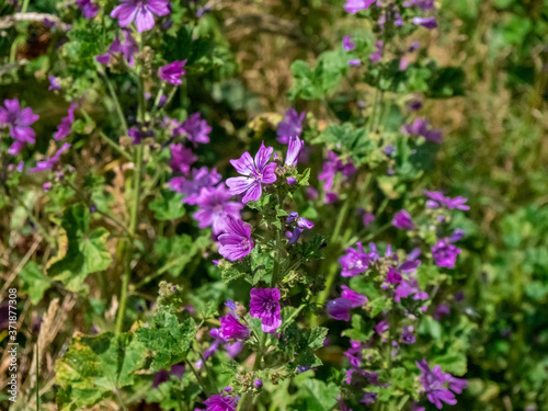 Purple flowers in english meadow 