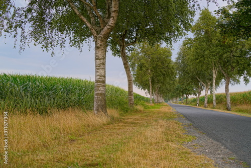 Rural Street with Alley of Birch Trees © Dirk70