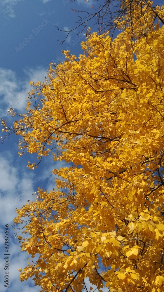 Autumn foliage against a blue sky with thin clouds on a Sunny day Autumn foliage against a blue sky with thin clouds on a Sunny day