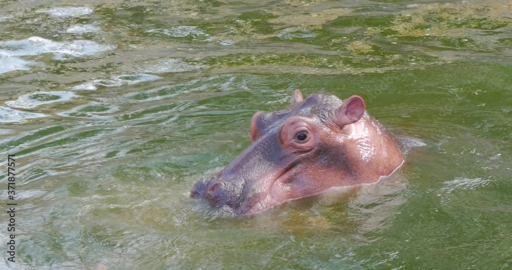 Two hippopotamus in water, wild hippos flock in zoo, danger animals close up. Two hippopotamus in water, wild hippos flock in zoo, danger animals close up.