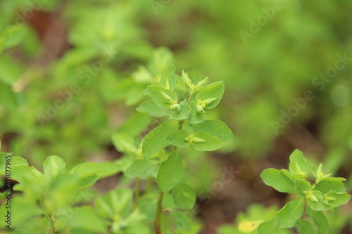 Wallpaper Mural close up of a green plant Torontodigital.ca