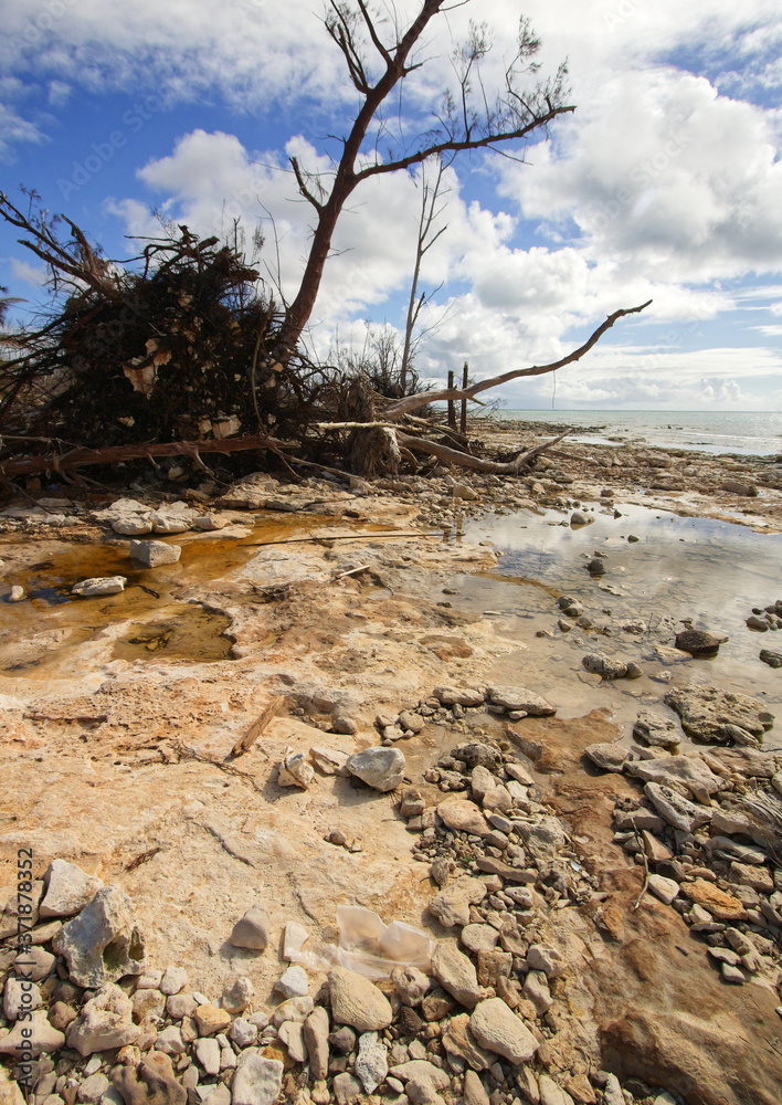 Large tree trunk fallen over on the Grand Bahama coastline Large tree trunk fallen over on the Grand Bahama coastline