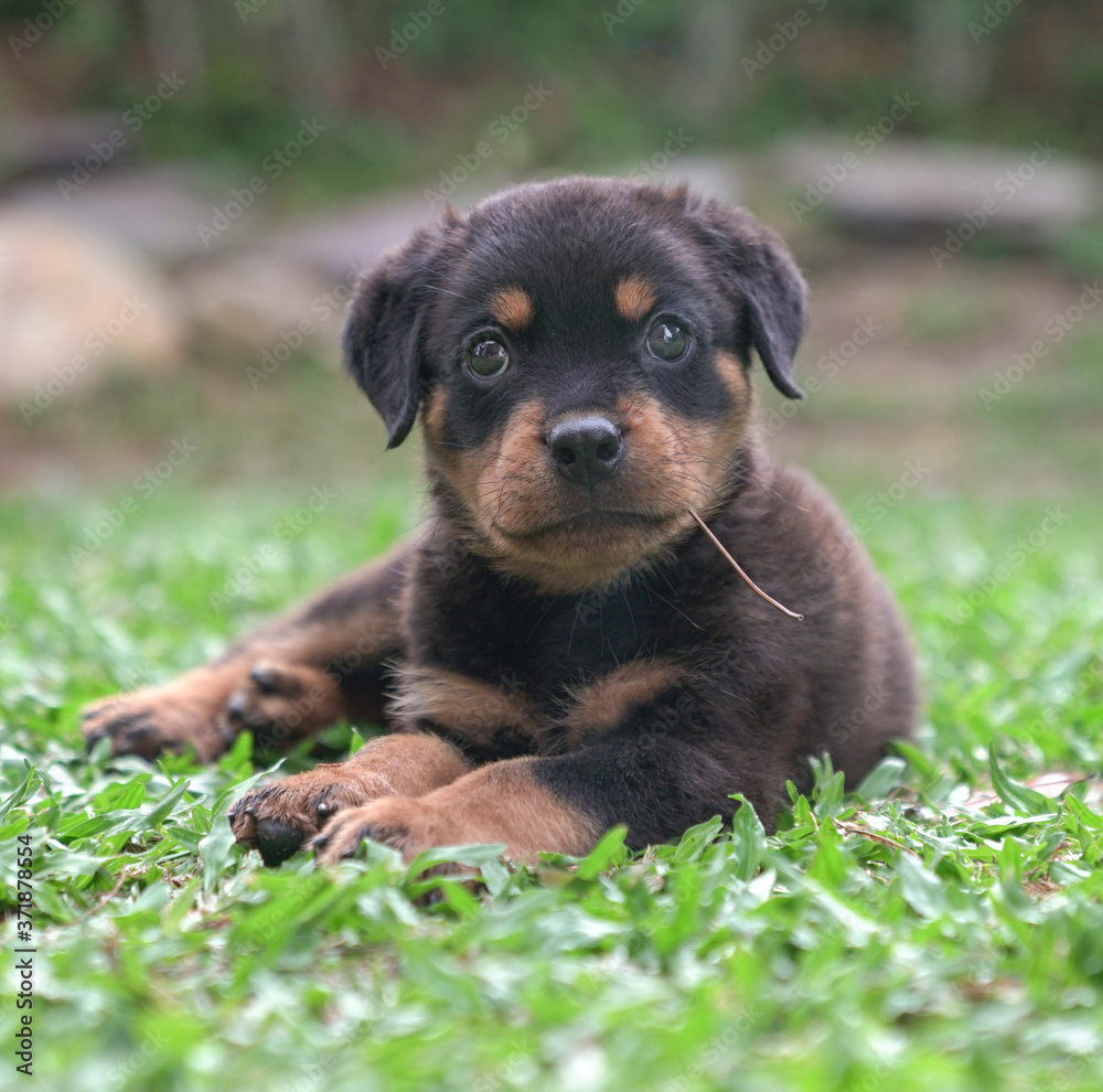 Portrait of a puppy dog sitting on grass