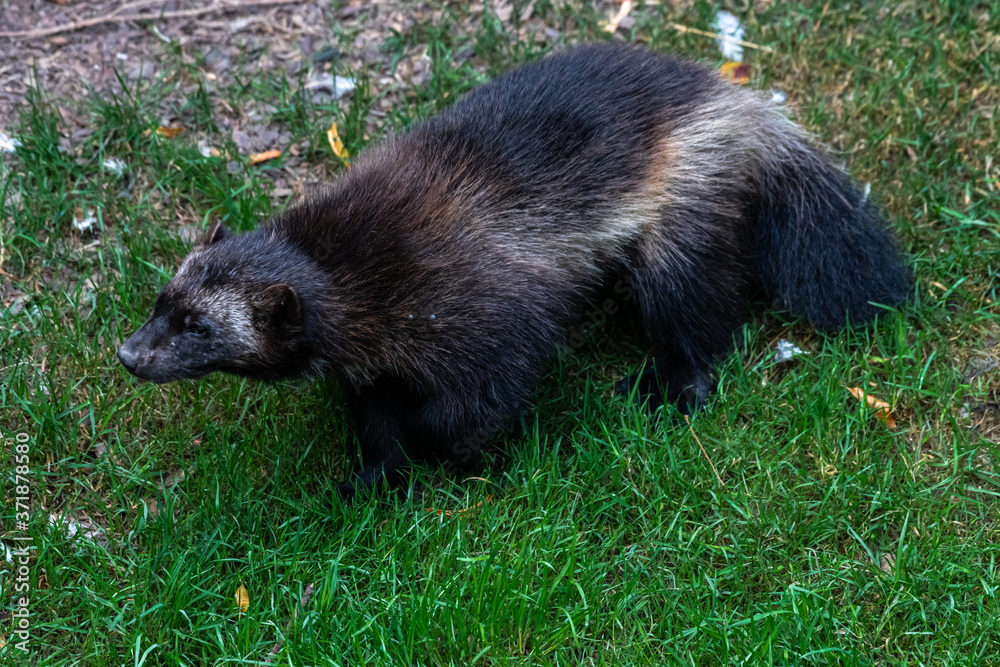 Fototapeta premium Wolverine or Skunk Bear (Gulo gulo)