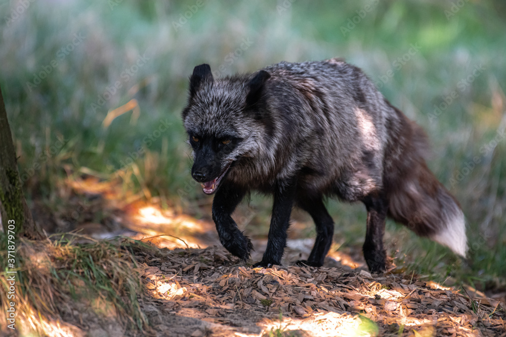 Silver Fox (Vulpes vulpes), Melanistic Form of the Red Fox Silver Fox (Vulpes vulpes), Melanistic Form of the Red Fox