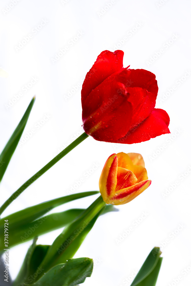 An Arcadia and a candy corner tulips in the garden, as if a mother and daughter, with white background An Arcadia and a candy corner tulips in the garden, as if a mother and daughter, with white background
