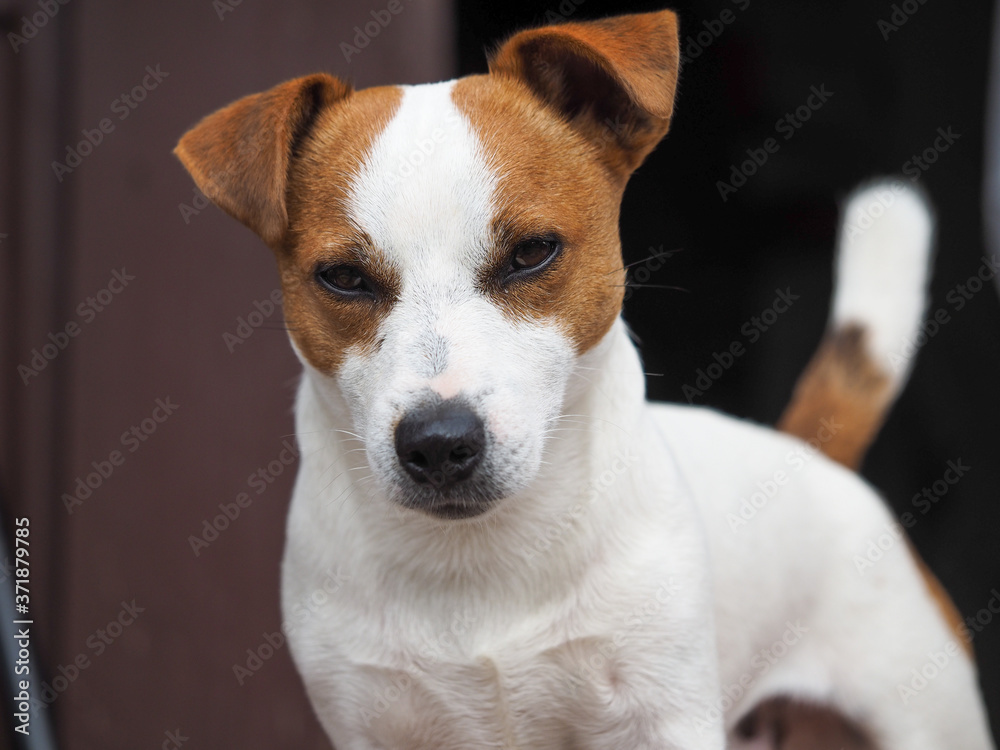 Emotional look of a dog. Portrait of a Jack Russell dog