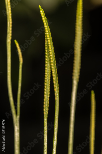 Spore-bearing Stalks of Adder's-tongue Fern (Ophioglossum petiolatum)