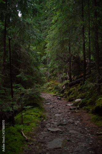 path in the woods