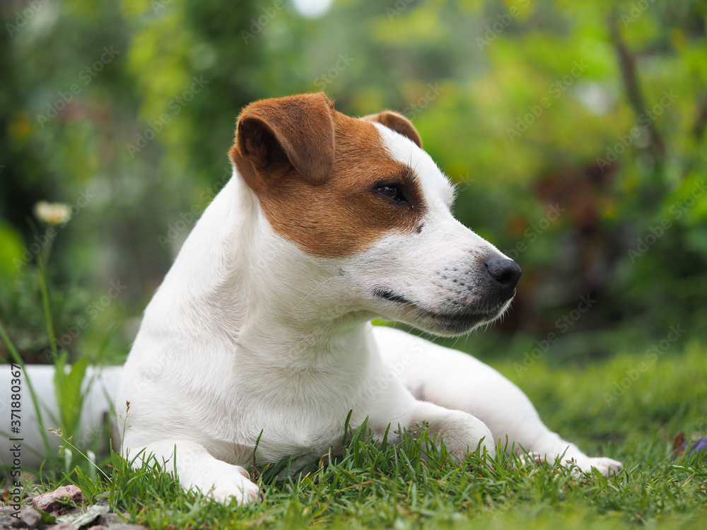 The dog is resting lying on the grass The dog is resting lying on the grass