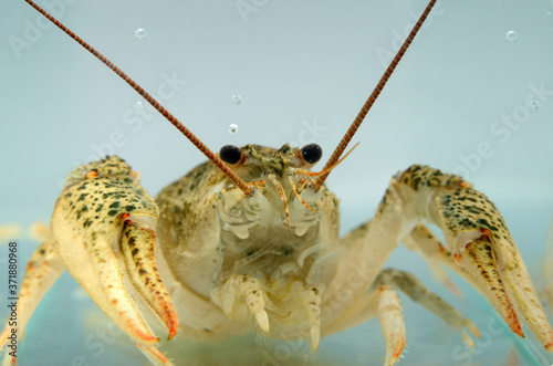 Live crayfish in the water close up. Freshwater crustaceans.