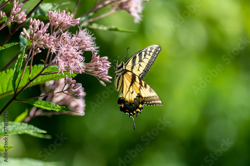 Canvas Print The Eastern Yellow Swallowtail is  Butterfly native to eastern North America,state insect of Virginia