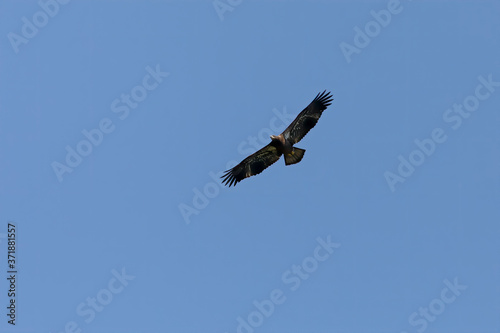 Young bald eagle in flight.The bald eagle is a bird of prey found in North America. 