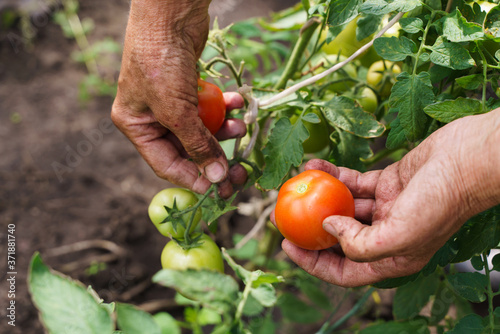 The farmer's hands are holding tomatoes. A farmer works in a greenhouse. Rich harvest concept
