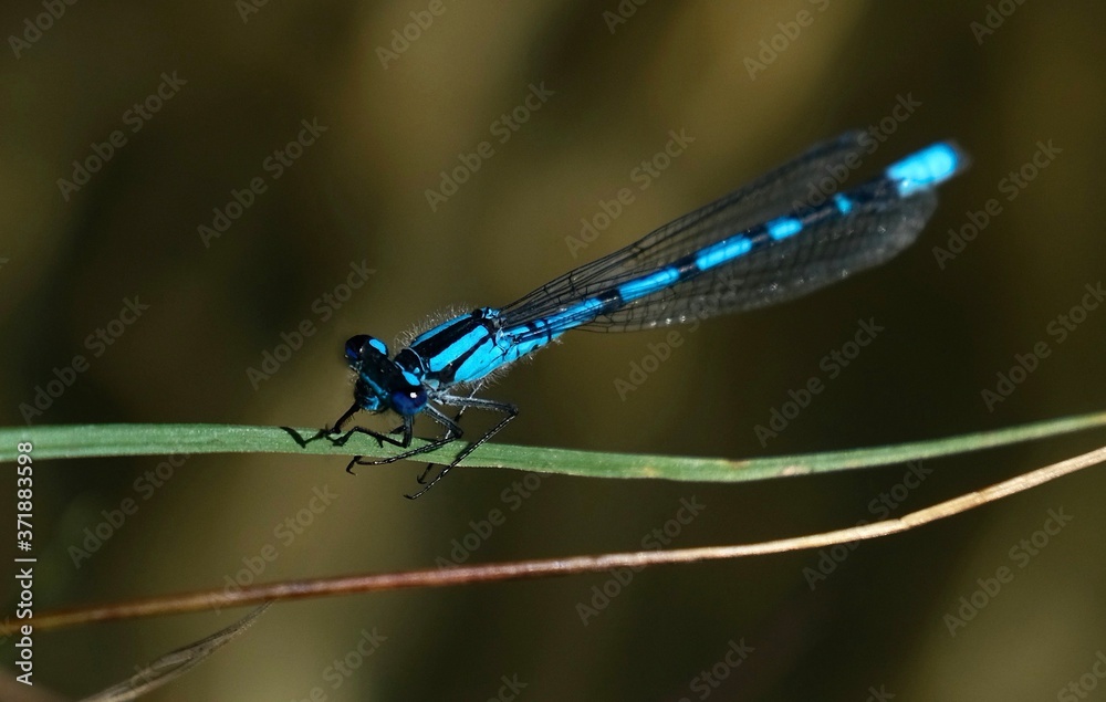 Blue draganfly resting on grass on a summer day. Alberta. Canada Blue draganfly resting on grass on a summer day. Alberta. Canada