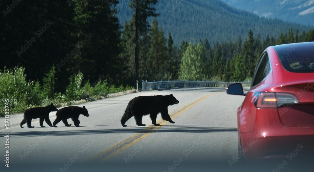 Mama bear with two cubs crossing the road in Canadian Rockies. Banff ...