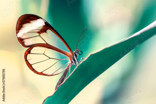 Closeup beautiful glasswing Butterfly (Greta oto) in a summer garden.