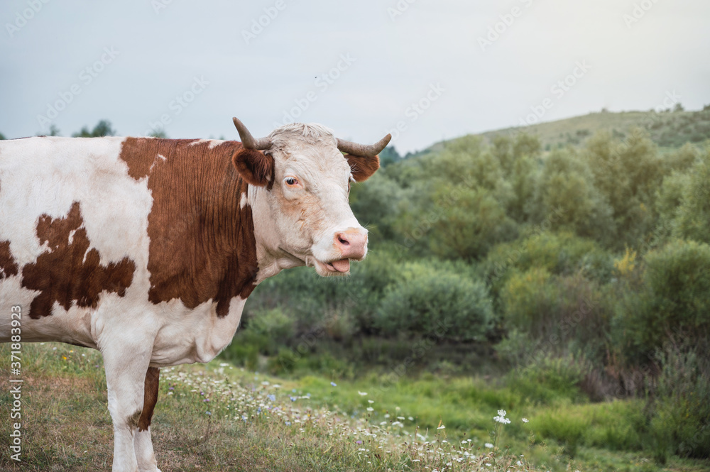 Cow in a field on a cloudy day