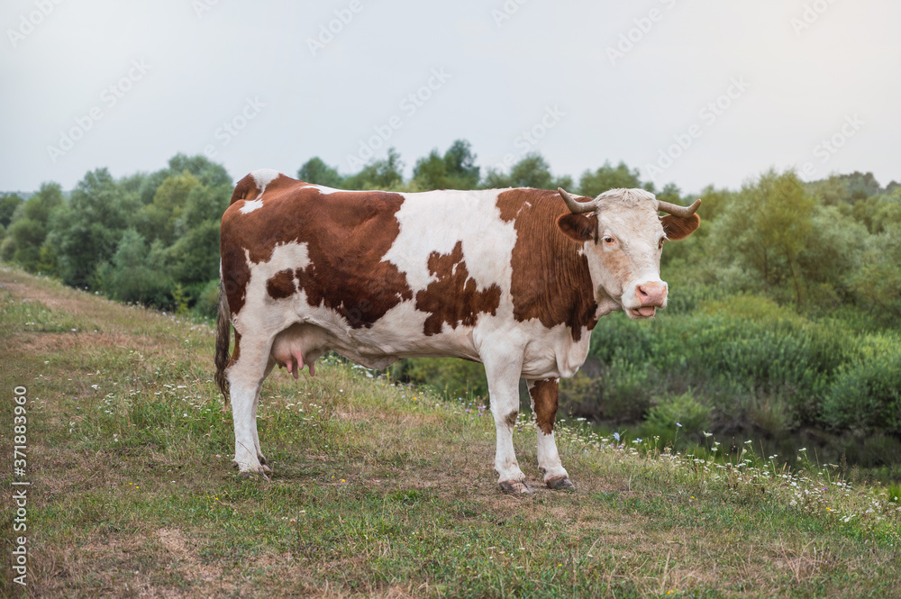 Cow in a field on a cloudy day Cow in a field on a cloudy day