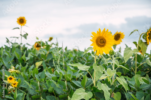 Sunflower field on a spring day
