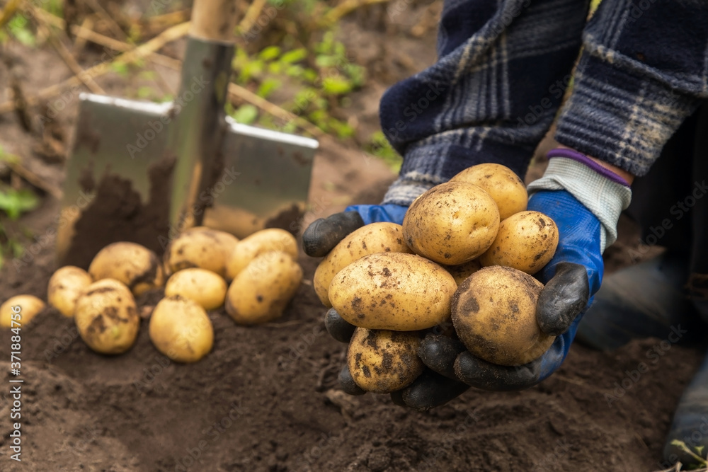 Freshly harvested organic potato harvest. Farmer in garden Freshly harvested organic potato harvest. Farmer in garden
